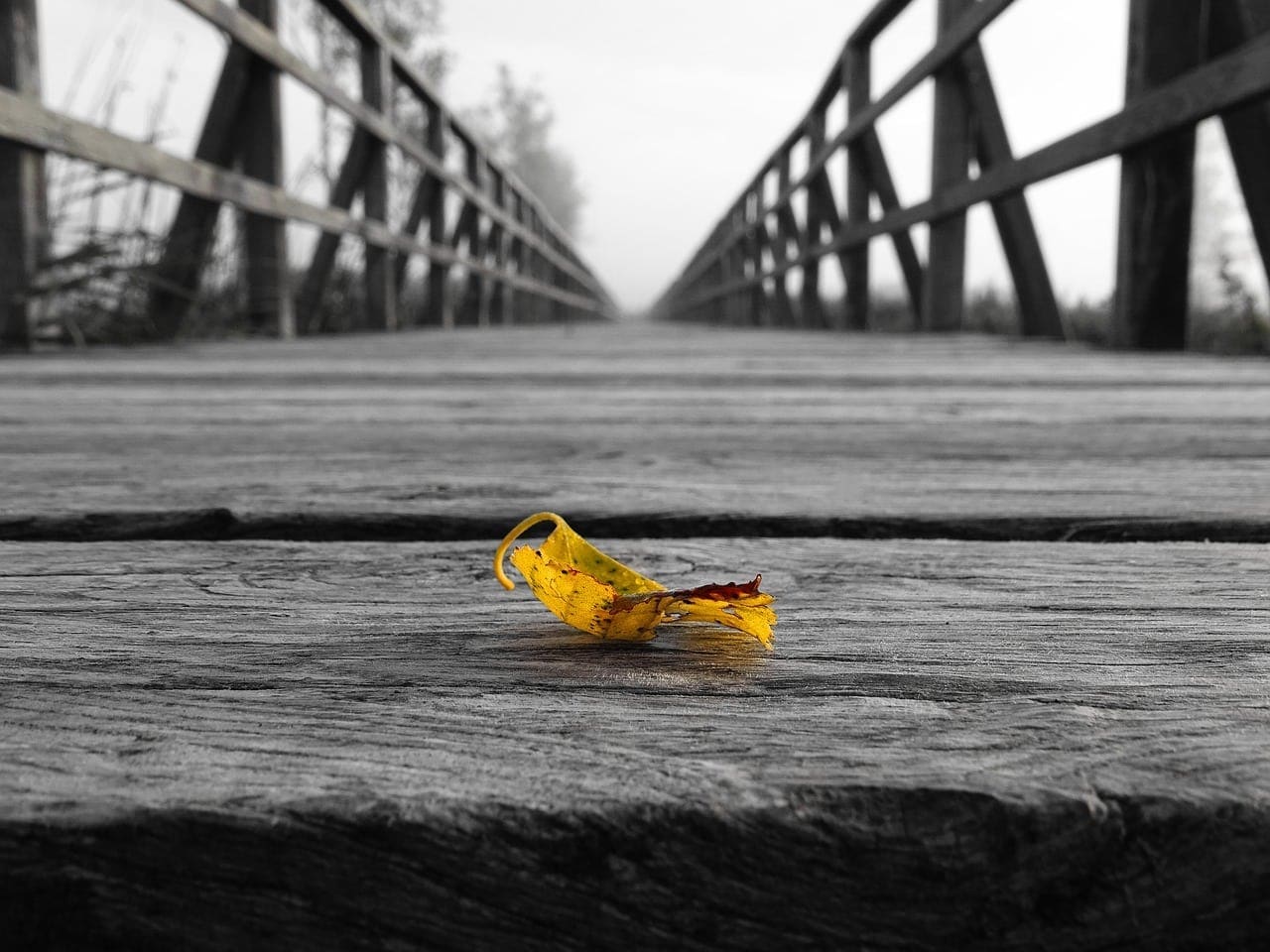 leaf-1571833_1280 Ikke forlat meg