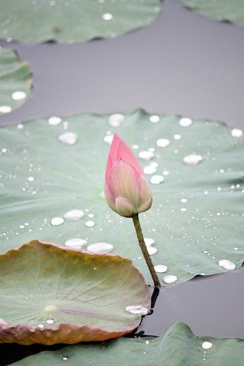 lotus-214622_960_720 lotus